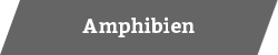 Amphibien